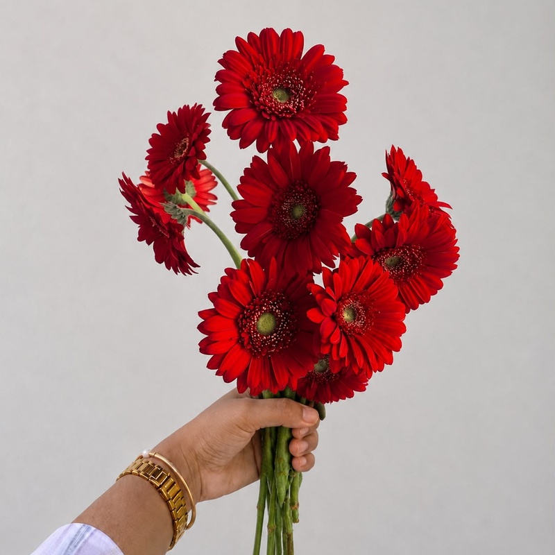 Gerbera