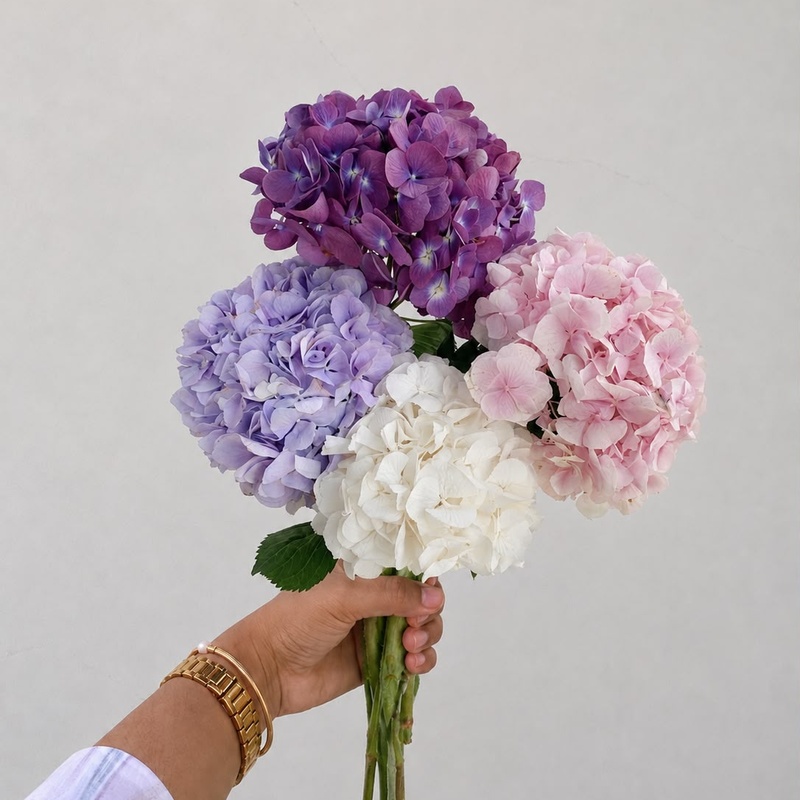 Hydrangea