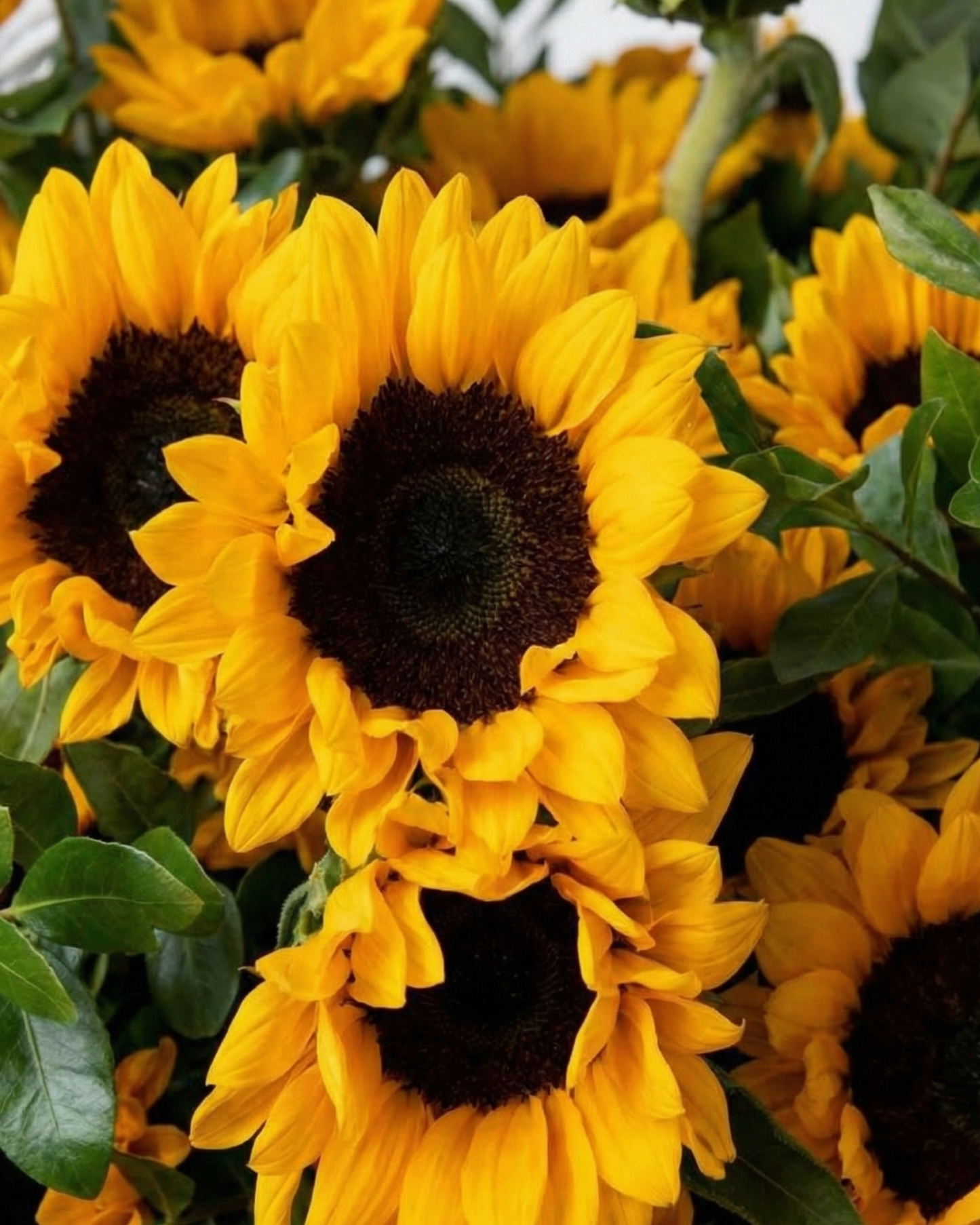 Sun Crown - BB Flowers UAE