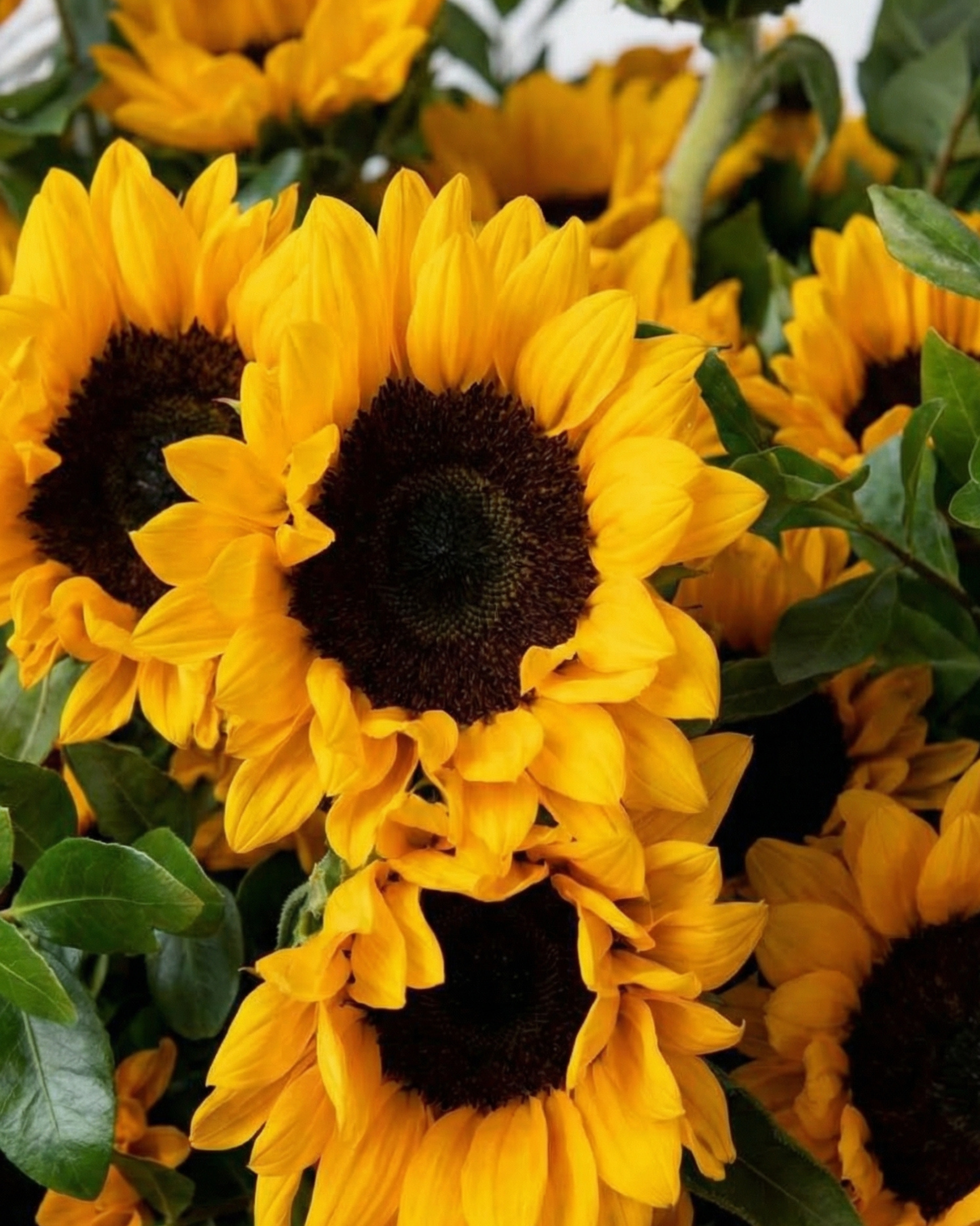 Sun Crown - BB Flowers UAE