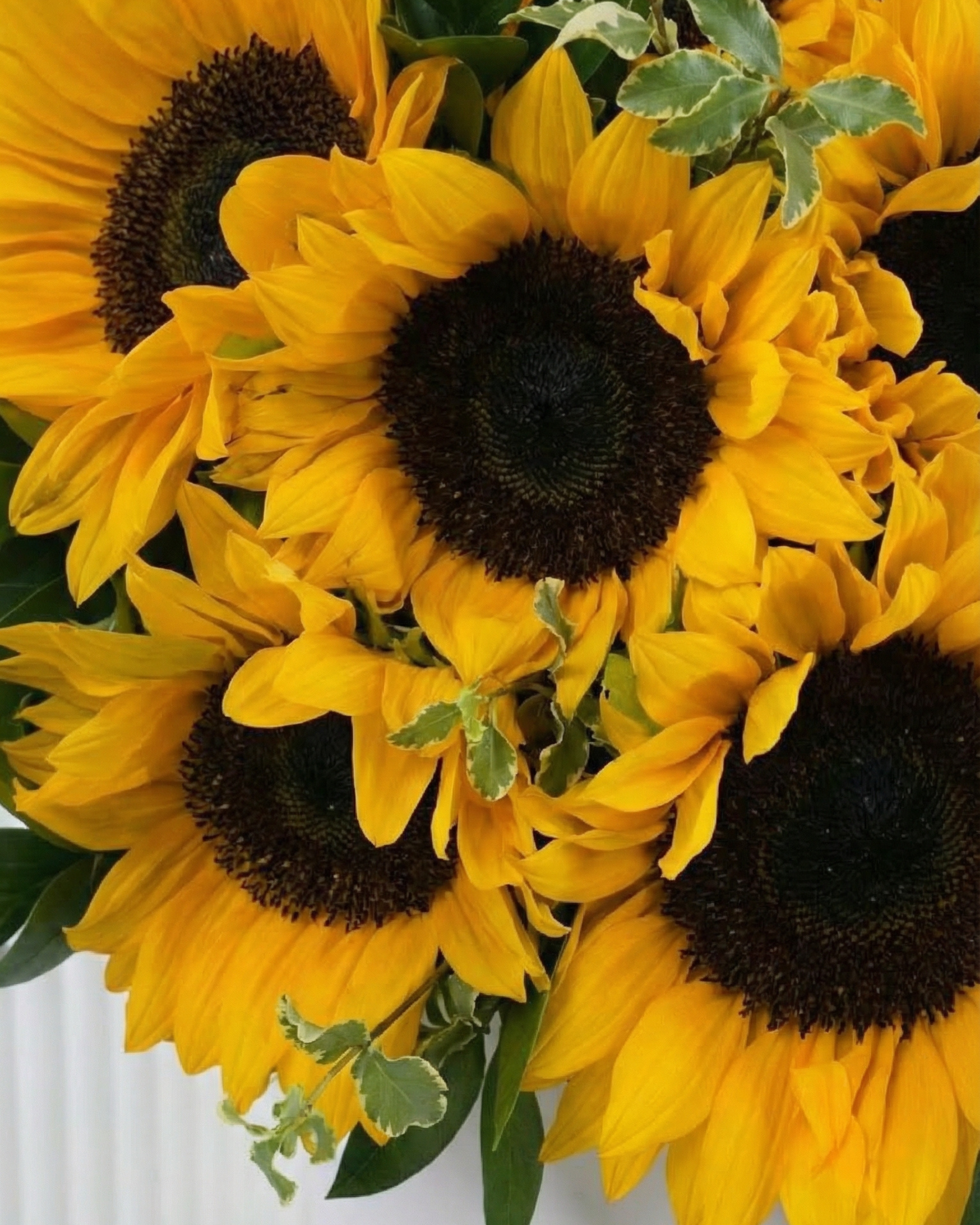 Sun Crown - BB Flowers UAE