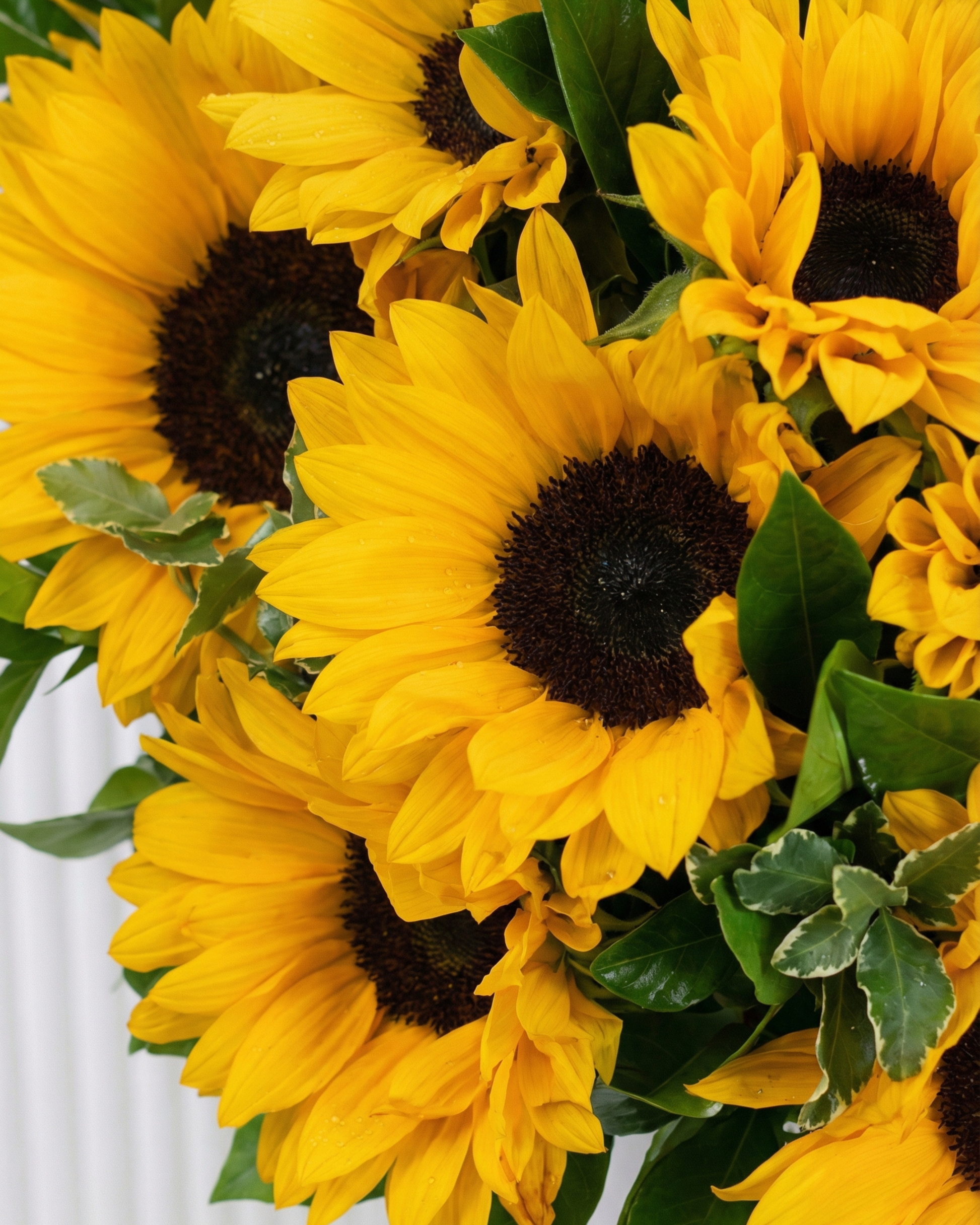 Luxe Sun - BB Flowers UAE